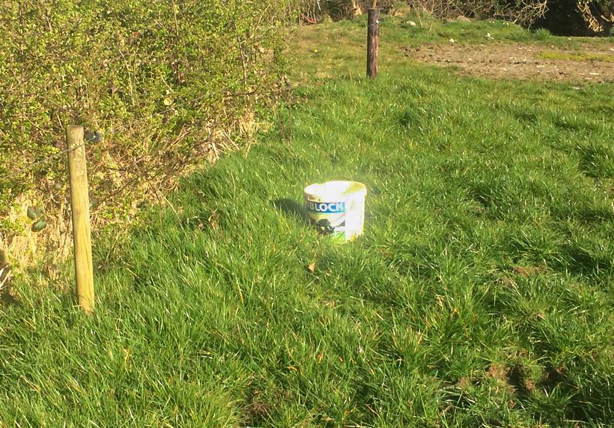 High-risk period for grass tetany
