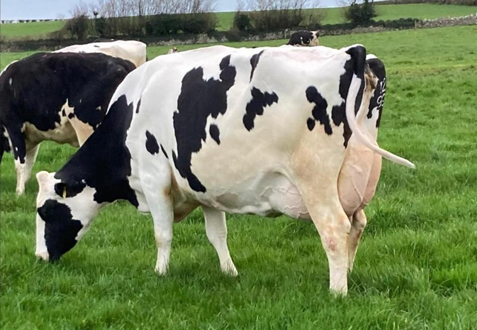 Prices reach €4,200 at Ballycannon dispersal sale