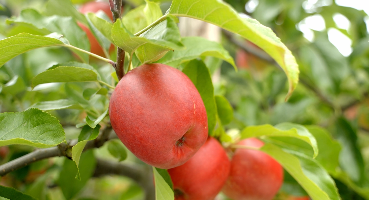 Getting to the core of what Irish consumers value in apples