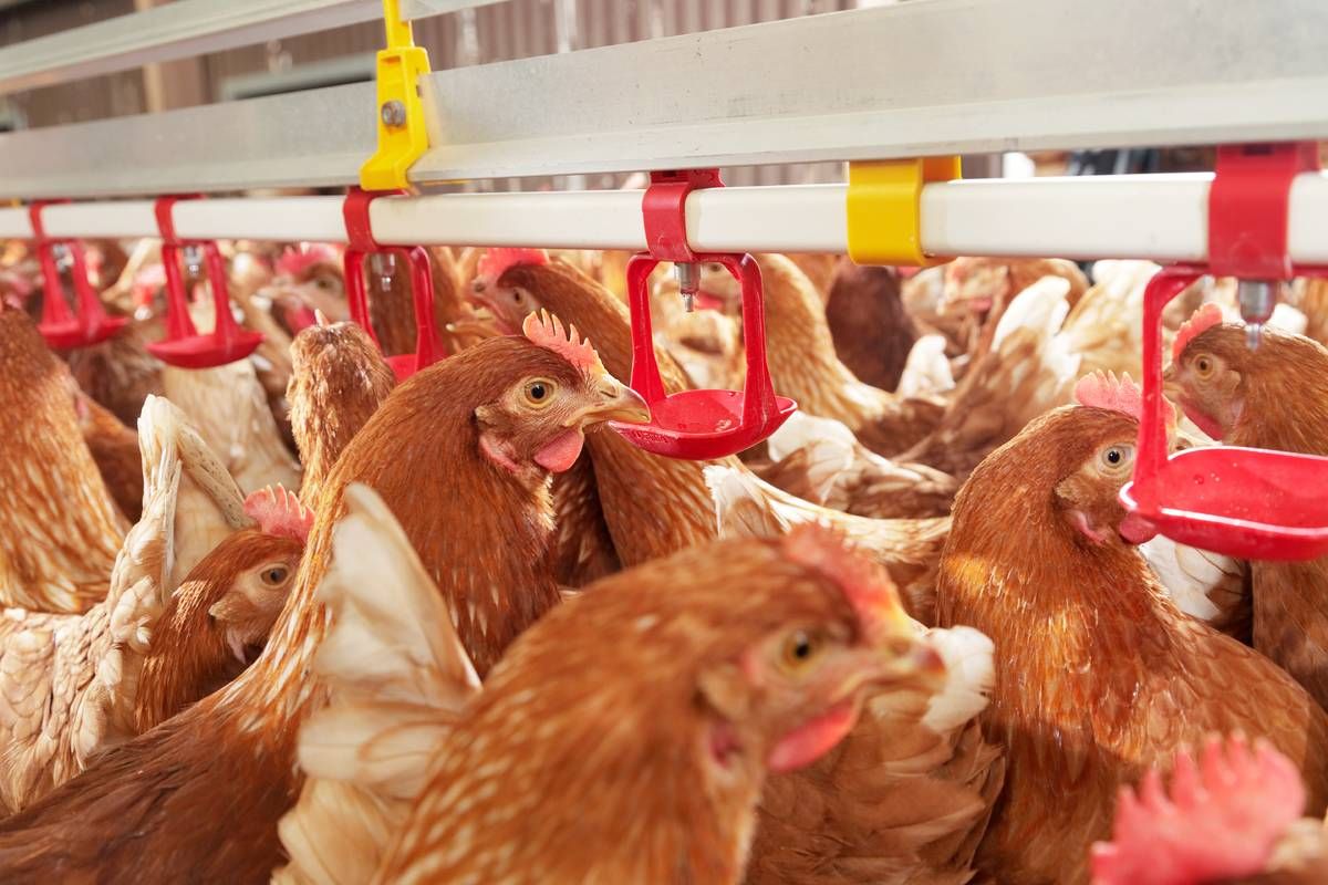 Bird cull zone introduced in NI following detection of Avian Influenza in commercial flock