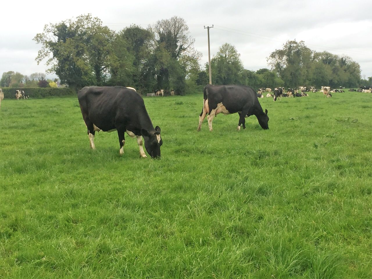 National herd EBI has increased by €211 since introduction