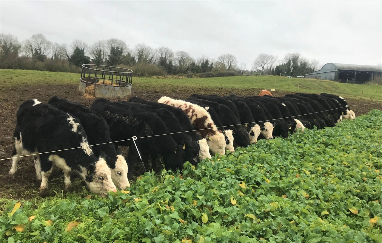 Redstart providing the perfect out-wintering crop for weanlings in Co. Westmeath