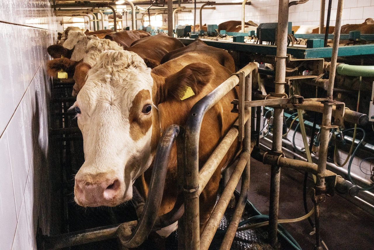 Farmer suffered '€10,500' loss because of TB compensation system - senator