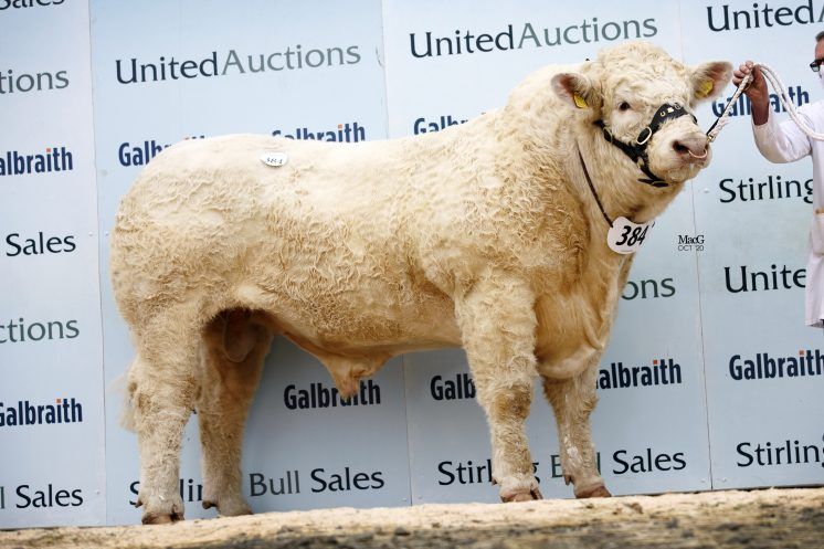United Auctions postpones Stirling's February sales of pedigree bulls