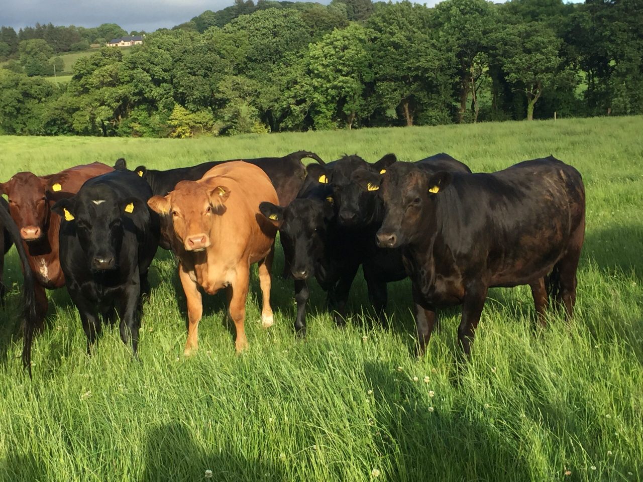 Pics: How one organic farm generated gross margin above €1,300/ha
