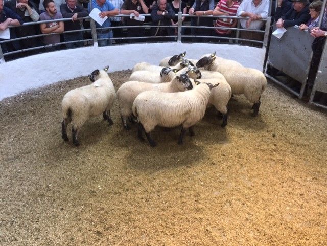 Aughrim Sheep Breeders host 52nd annual sale