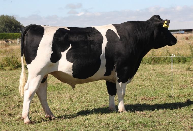 LIC meetings to showcase the latest sires for the Irish market