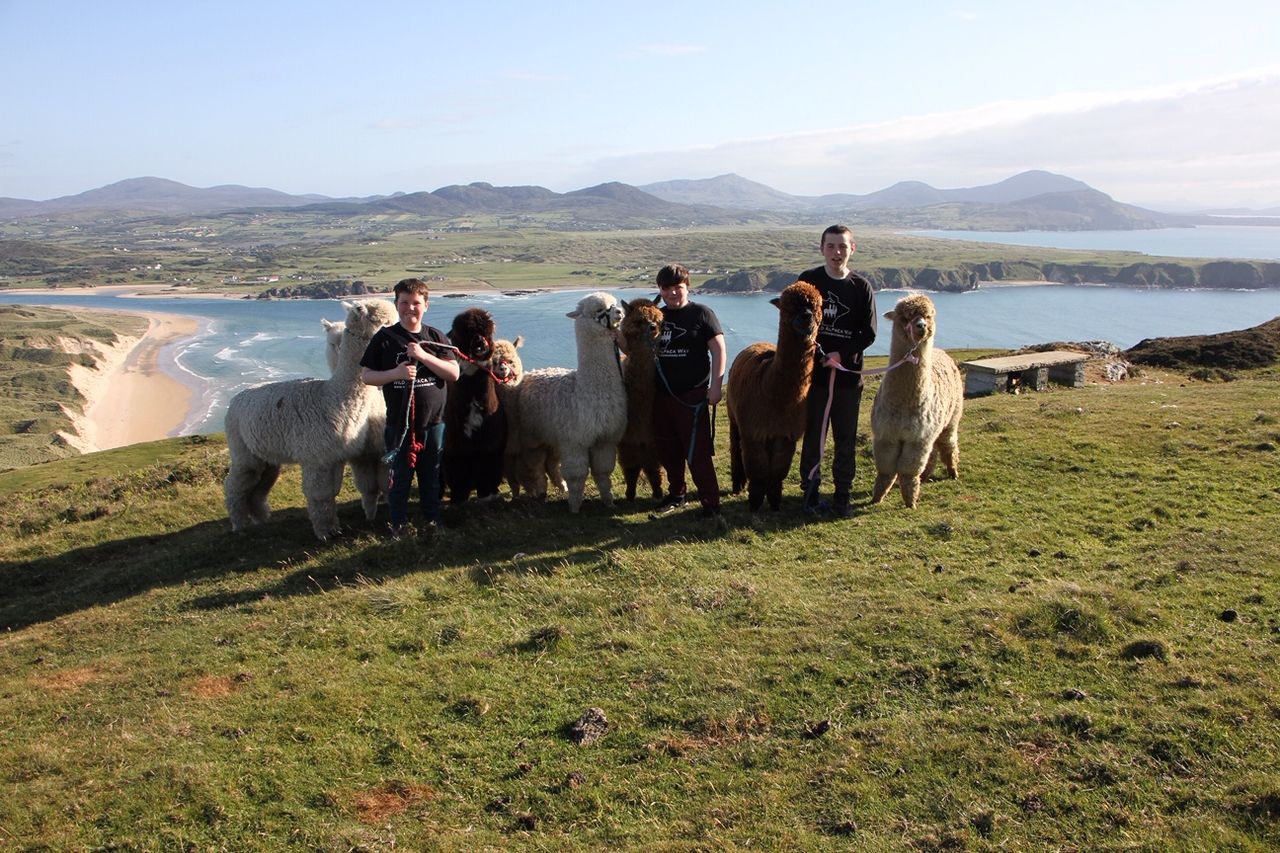 Donegal farmer blazes trail to create 'The Wild Alpaca Way'
