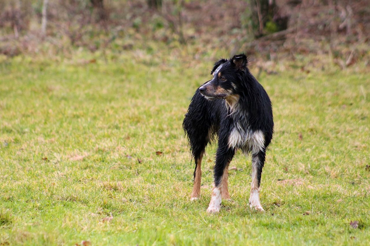 IFA calls for co-ordination of a national taskforce to tackle dogs attacks on farms