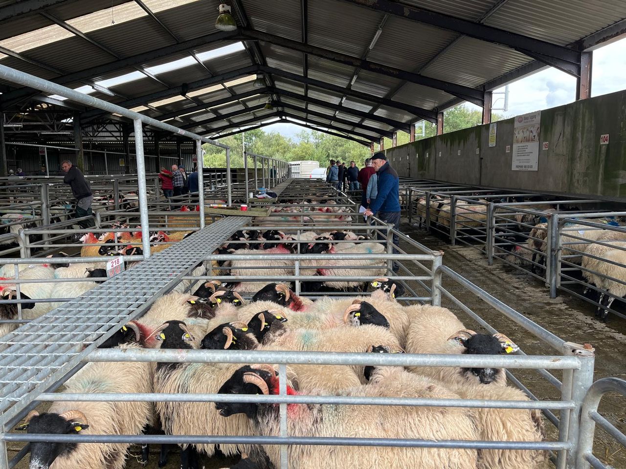 How were prices at the new Maam Cross sale for organic sheep producers?
