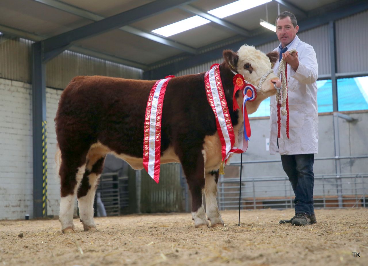 Irish Hereford Breed Society to host 'virtual calf show'