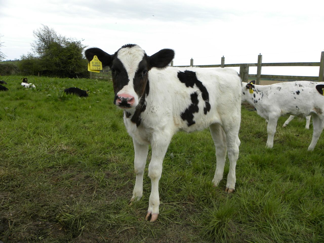 Video: Group of cyclists help farmers to deliver calf