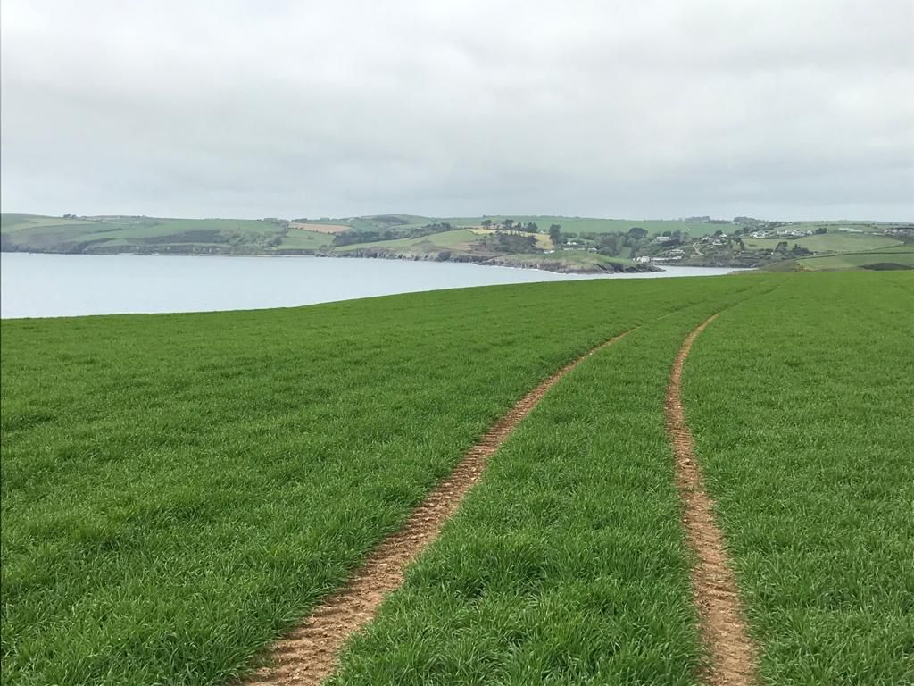 Crop walking: Rain welcome for spring crops as maize recovers from frost