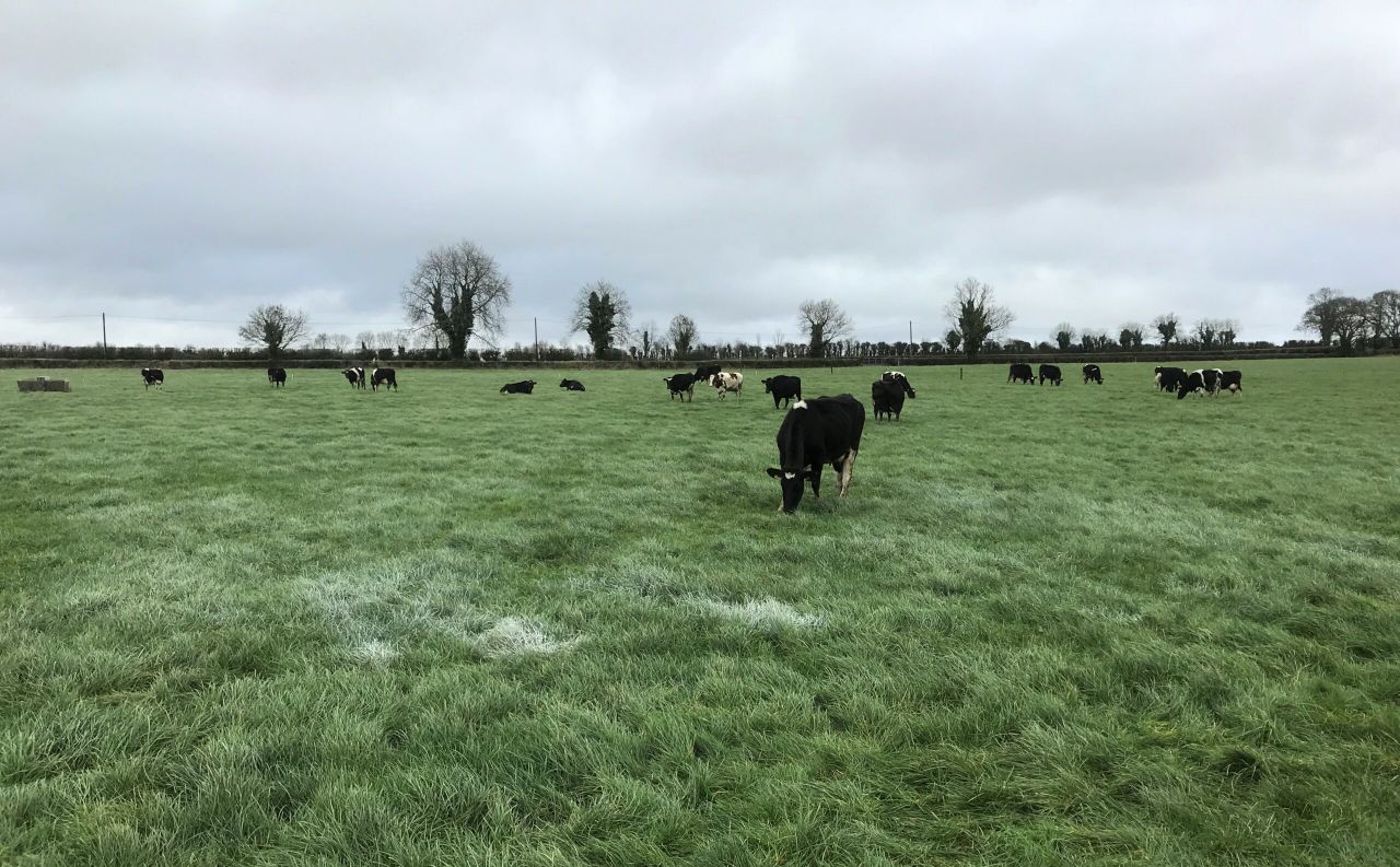 Grass growth: Boost in growth rates predicted
