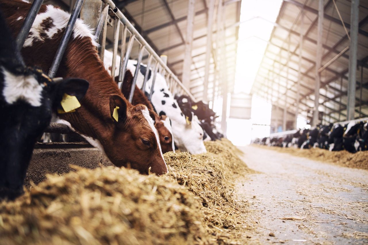 A gem of help to maximise feed value in winter and spring rations ...