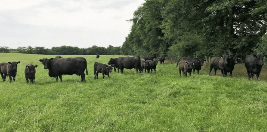 Finalists receive their Angus calves for schools competition