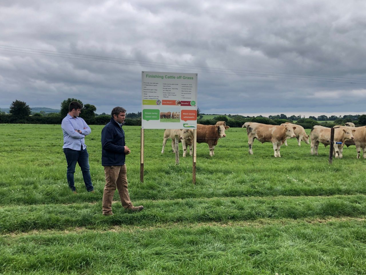 How much meal should I be feeding my beef cattle?