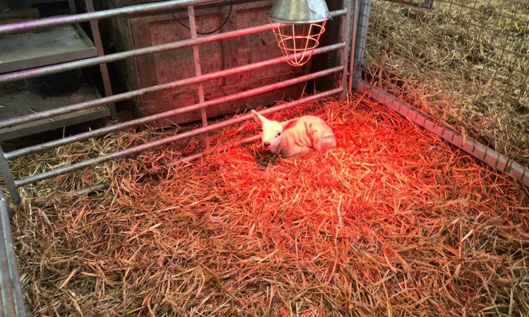Options for dealing with surplus lambs and artificially rearing them