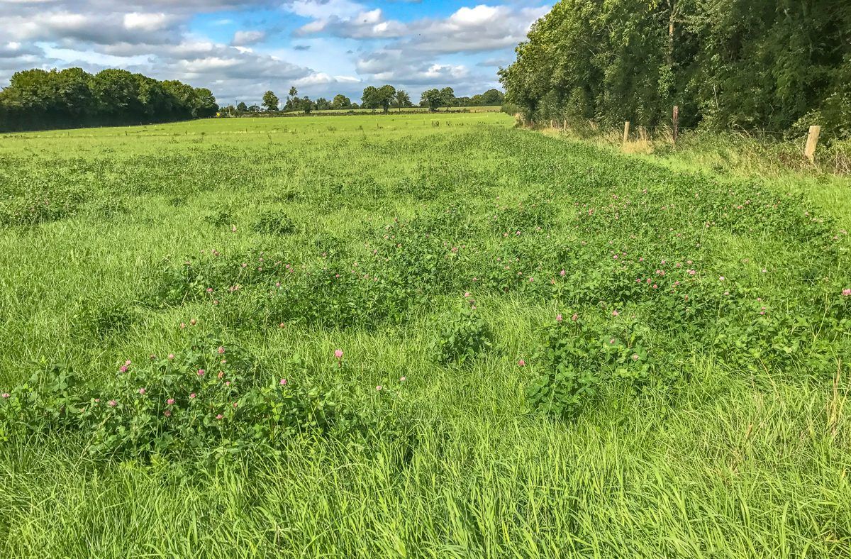 Department launches new Red Clover Silage Measure