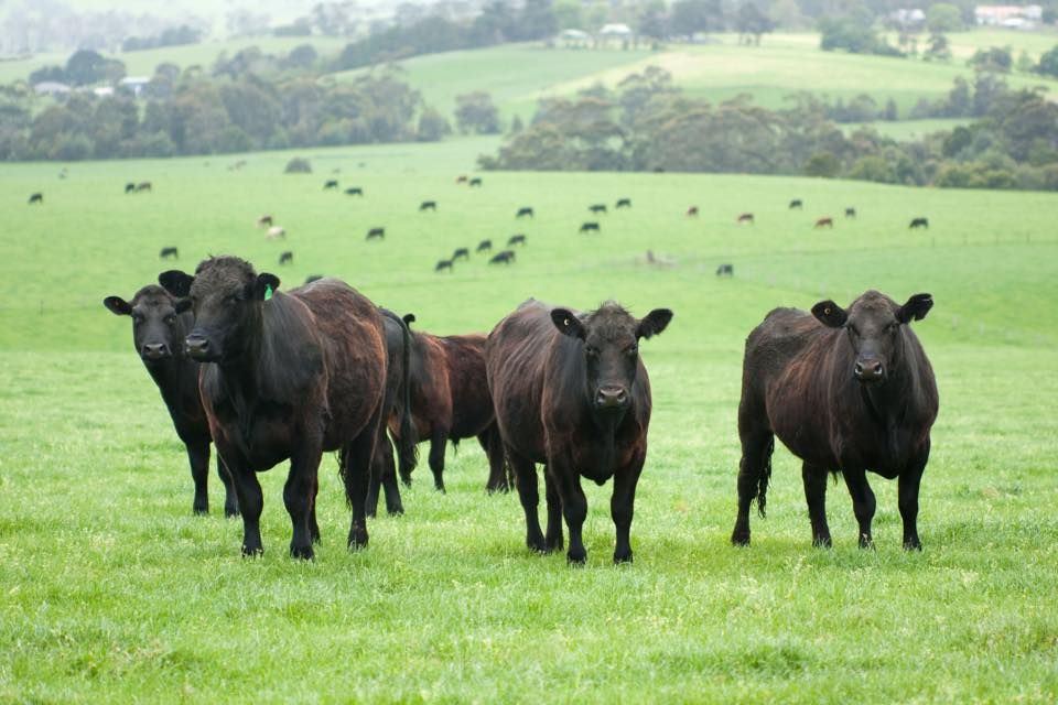 Students promote Irish Angus in the hope of winning 5 calves