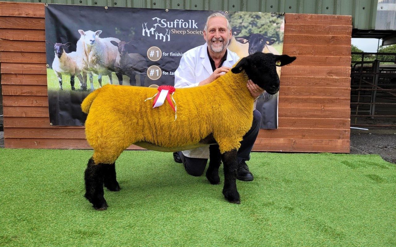 Beechbrook dispersal sale to include 2022 premier sale female champion