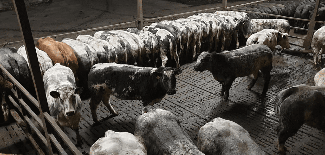 Video: Ulster farmer to put 900 heifers 'on the market' this Saturday