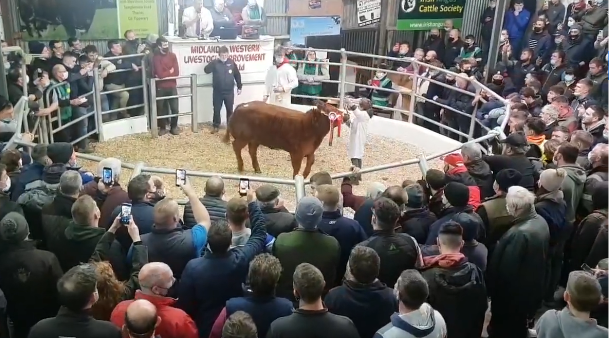 Limousin heifer makes 'record' €18,000 at Winter Fair