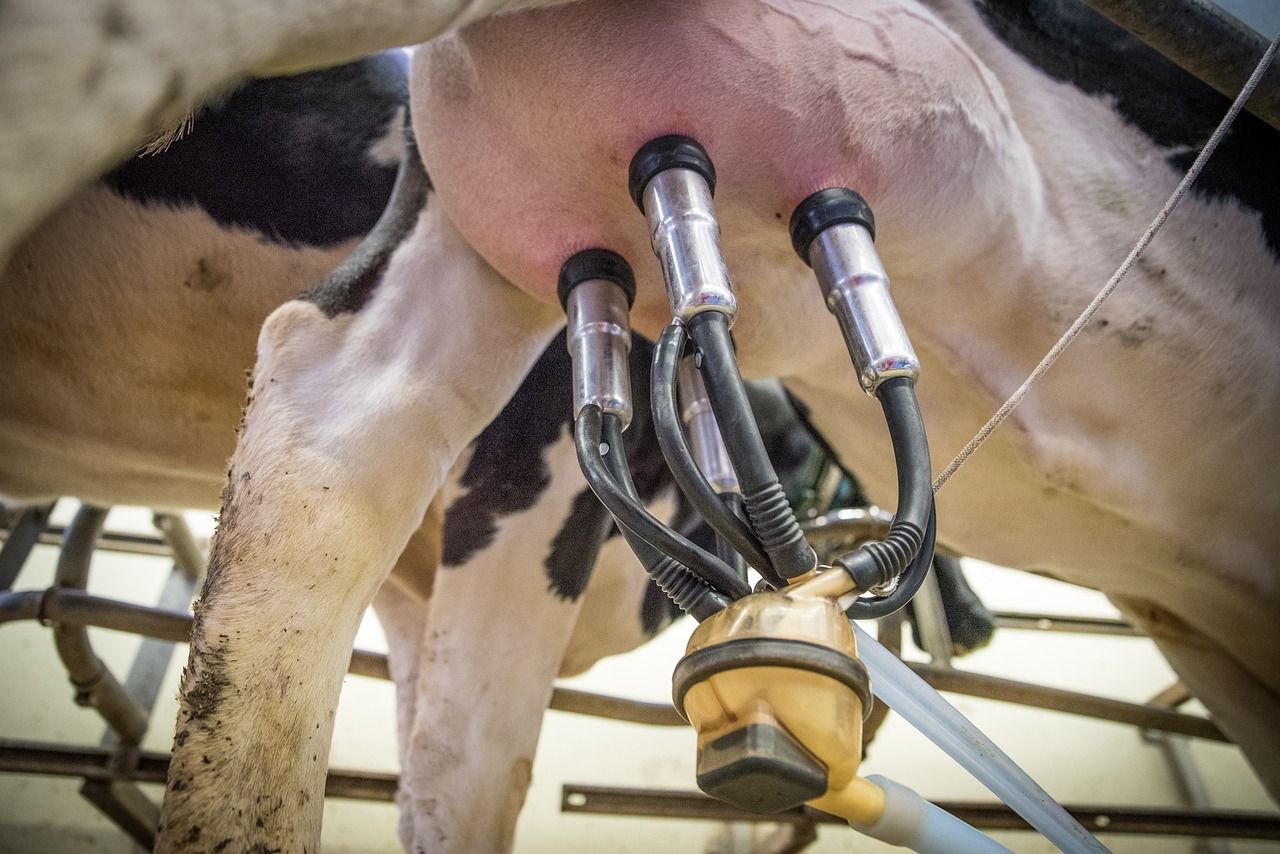 Global dairy products and meat prices bounce back - FAO