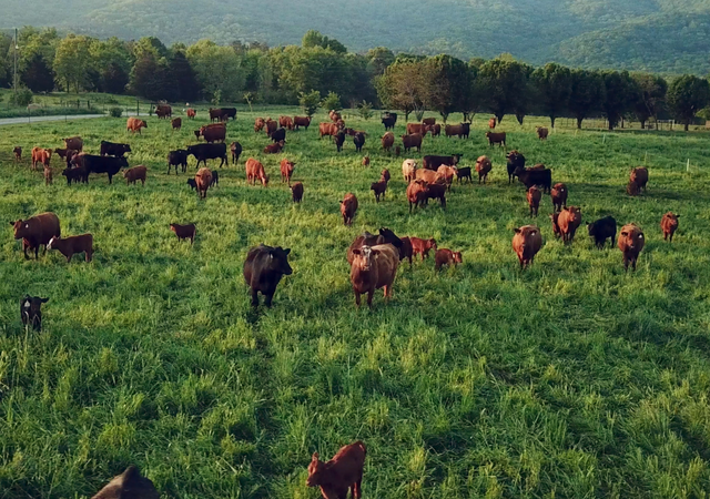 Watch: How can grazing prevent further climate change? - Agriland.ie