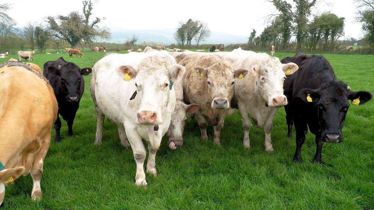 ICSA to host meeting in Monaghan amidst mounting TB concerns