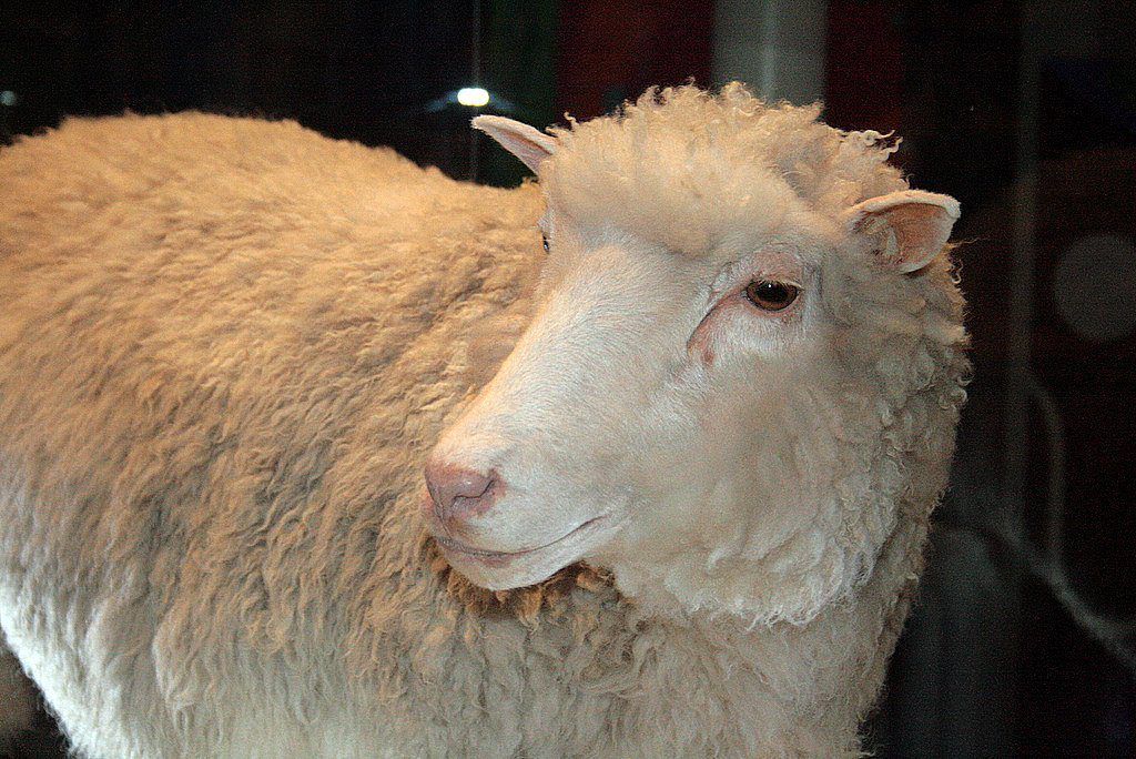 Clones of Dolly the sheep reach their ninth birthdays