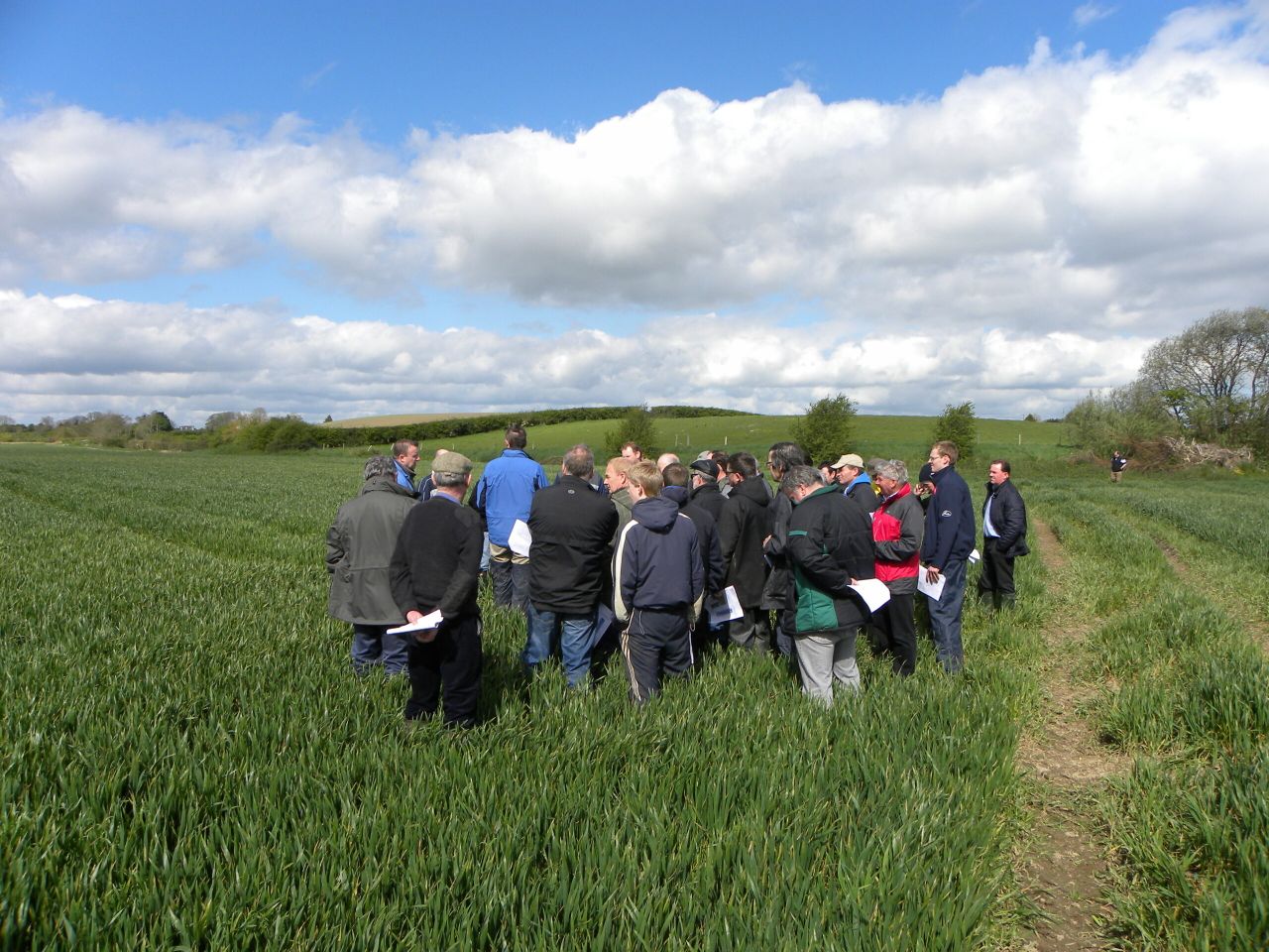 Septoria resistance threatens viability of winter wheat crops