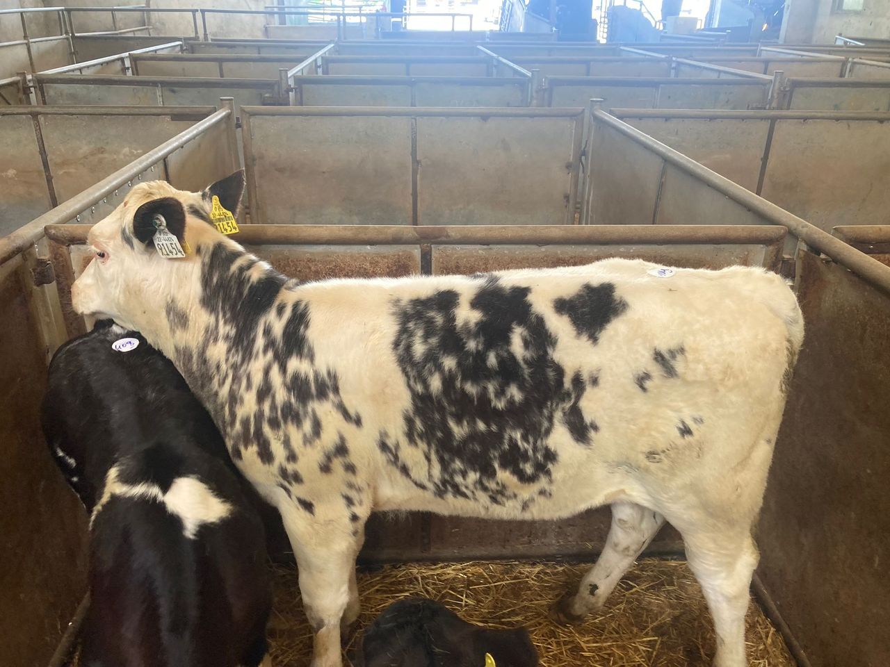 Strong showing of older calves at Enniscorthy Mart