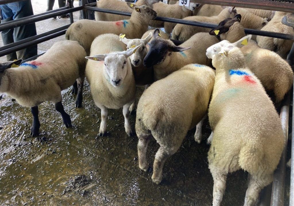 Sheep kill: Supply crosses 1.1m head - up 3% to date