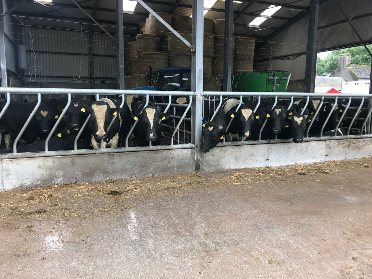 Friesian bulls wanted for export