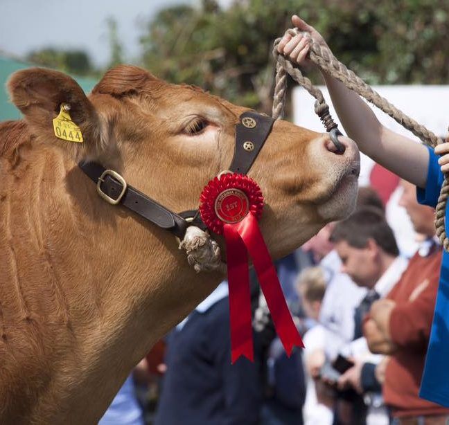 New president elected to Irish Limousin Cattle Society