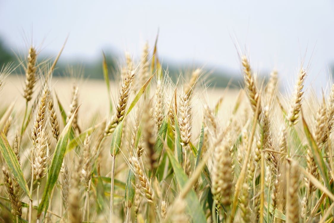 Project to test potential yield from blending wheat varieties in field