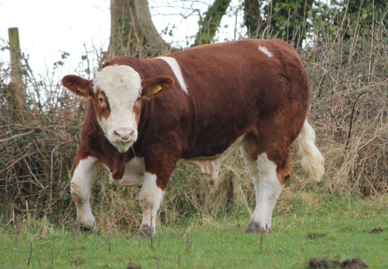 Tips for buying a stock bull this spring