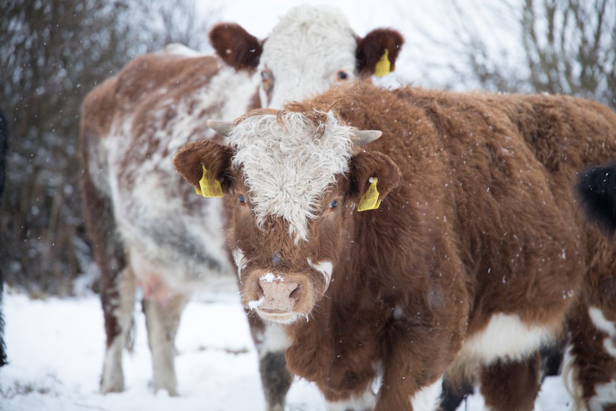 Met Éireann issues Status Orange warning for snow and ice