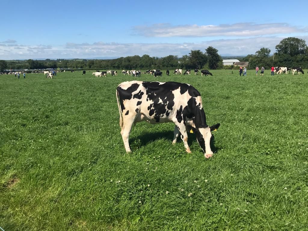 Milk Price Tracker: Price pressure continues