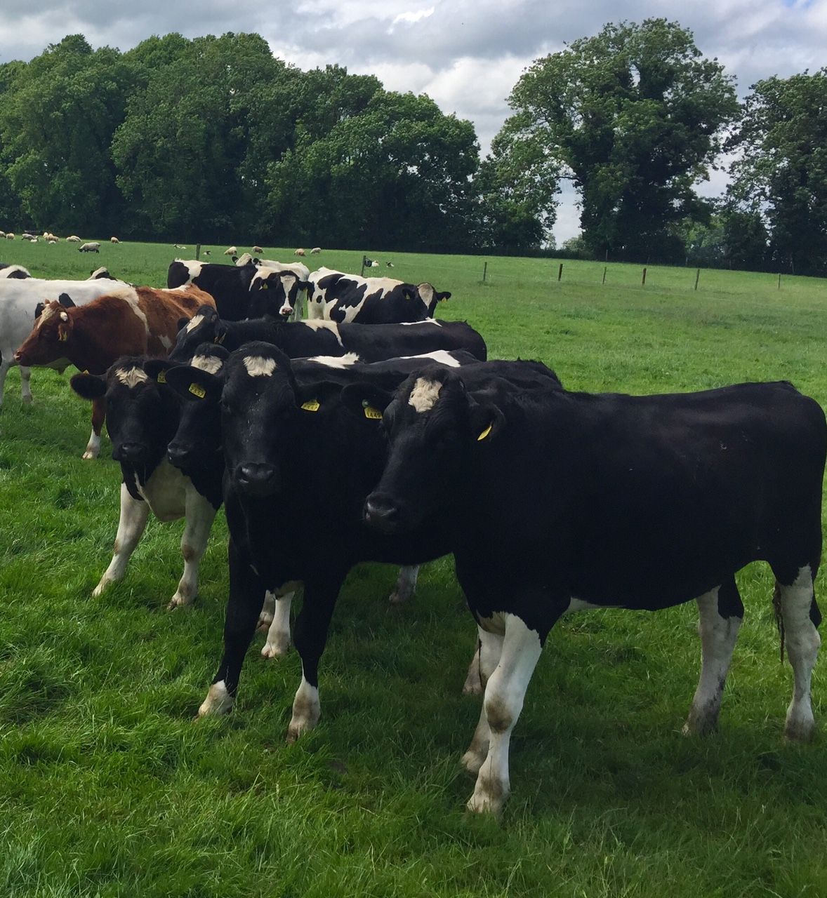 UK/Irish beef price differential rises to 60c/kg
