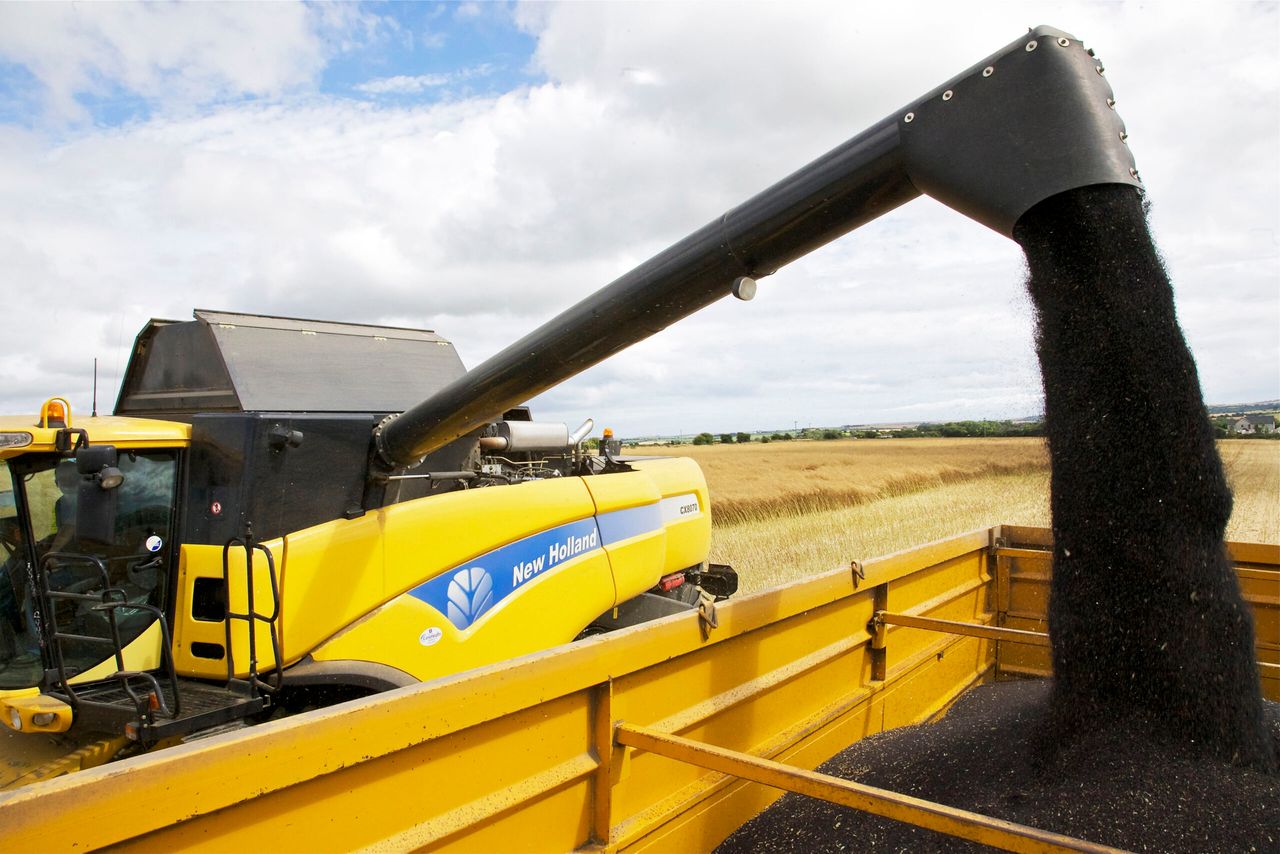 Oilseed rape: Alternative methods to ploughing could save you money