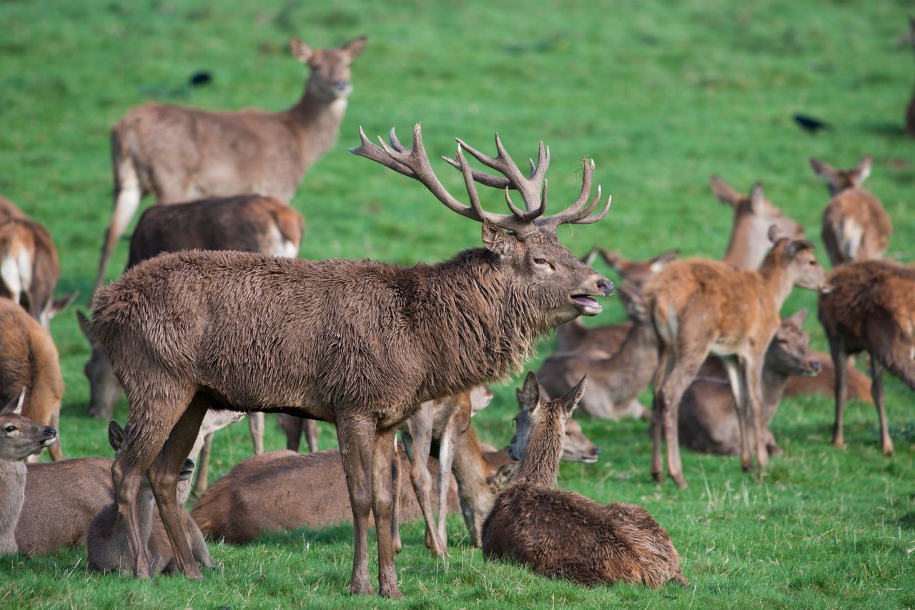 ICMSA: 'Real progress' needed for reducing deer population