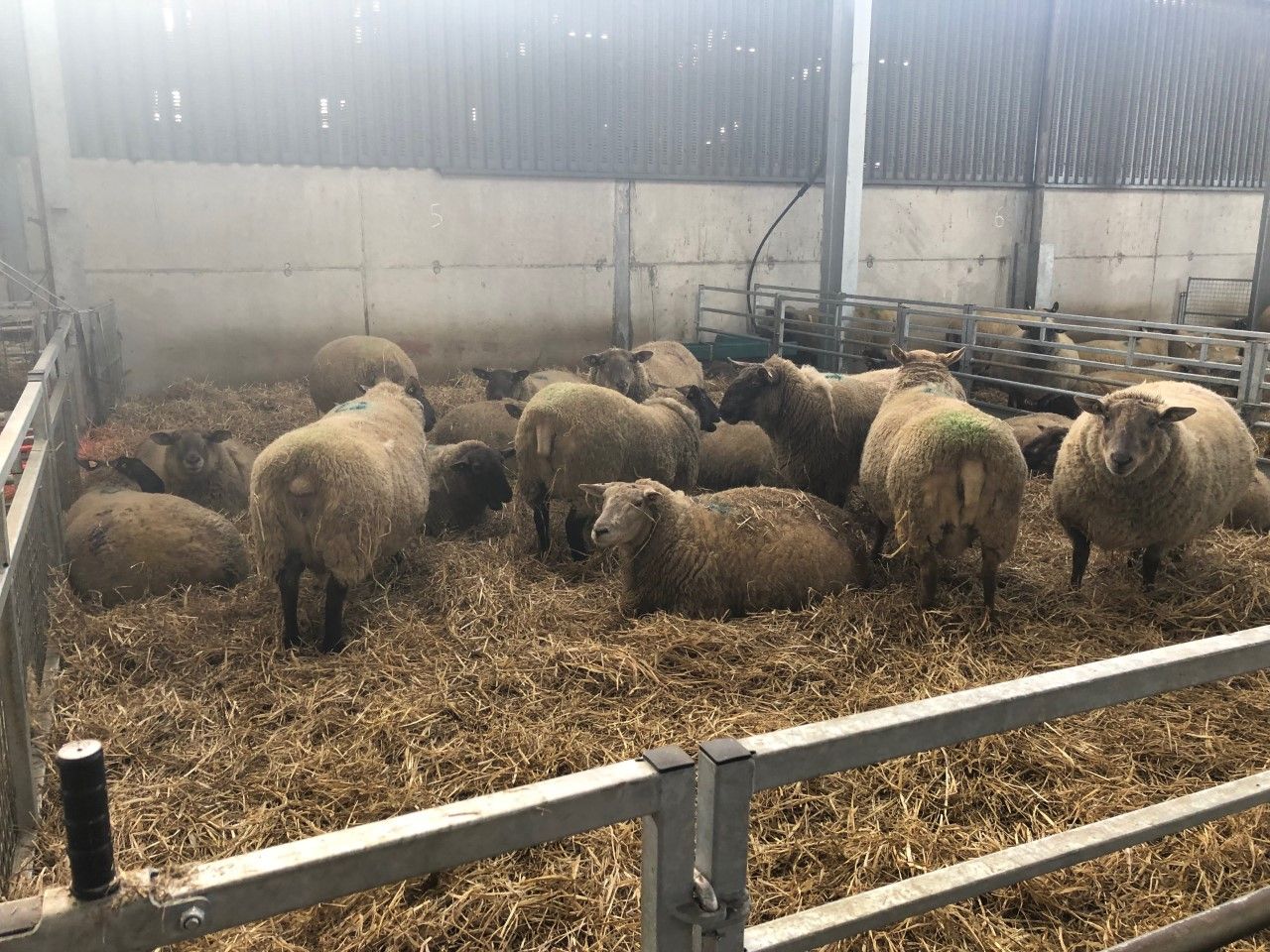 What can I do to avoid twin-lamb disease?