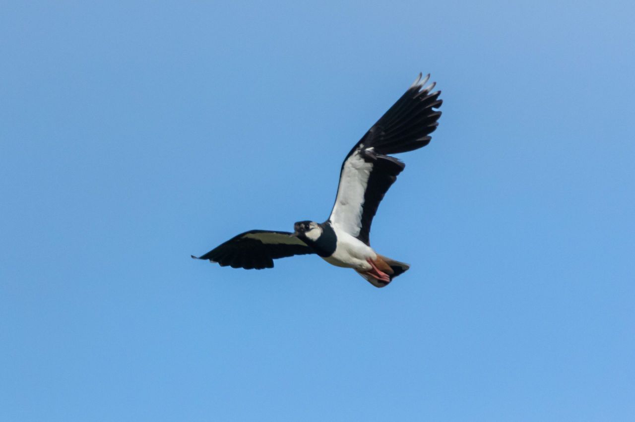 Spring crops for biodiversity - CAFRE block attracts five pairs of lapwings