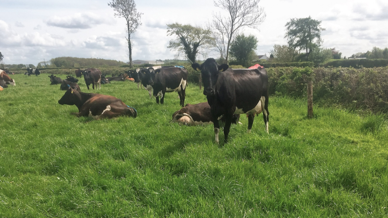Why a compact calving is important for spring-calving herds