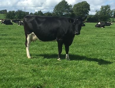 Profitable milk production and quality to be discussed at west Cork conference