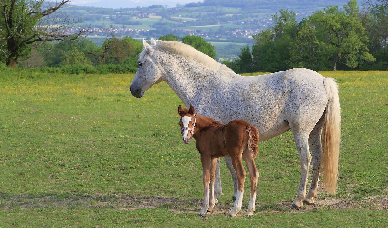 Letter to the editor: Small horse breeders being pushed out