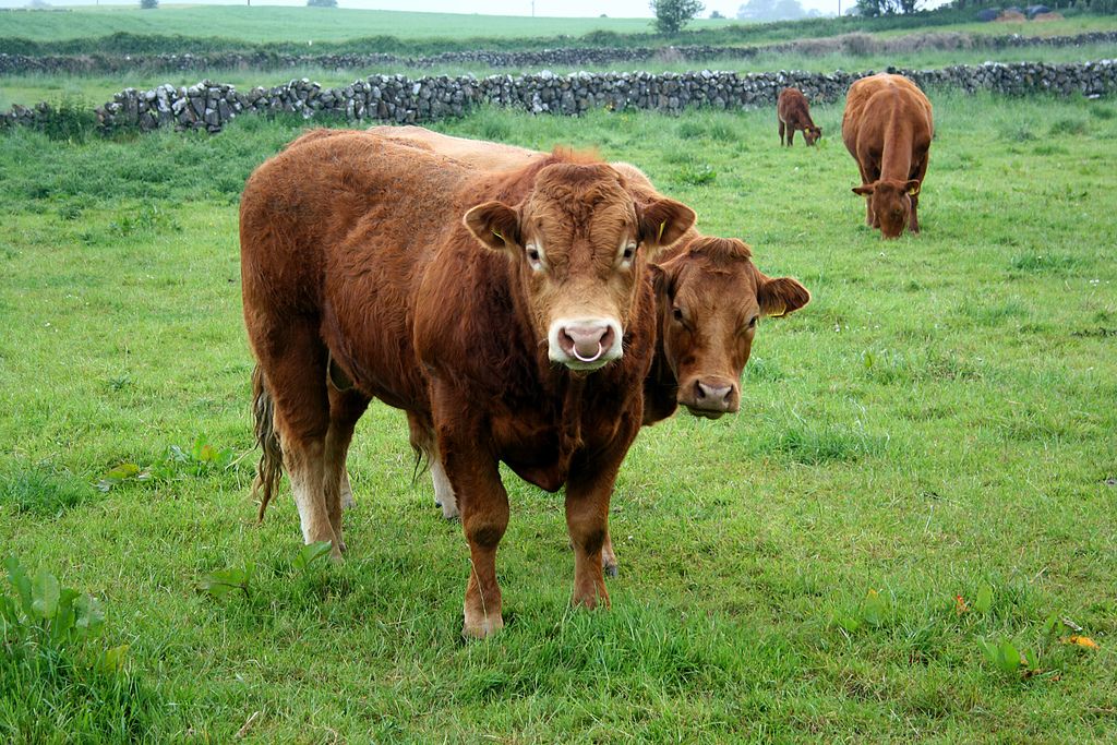Urgent response sought for beef and mushroom farmers