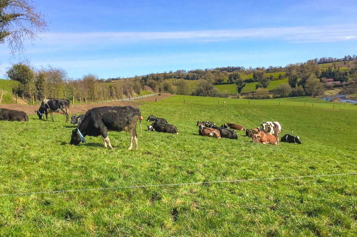 Worrying fertility statistics from herds in the Cavan/Monaghan region
